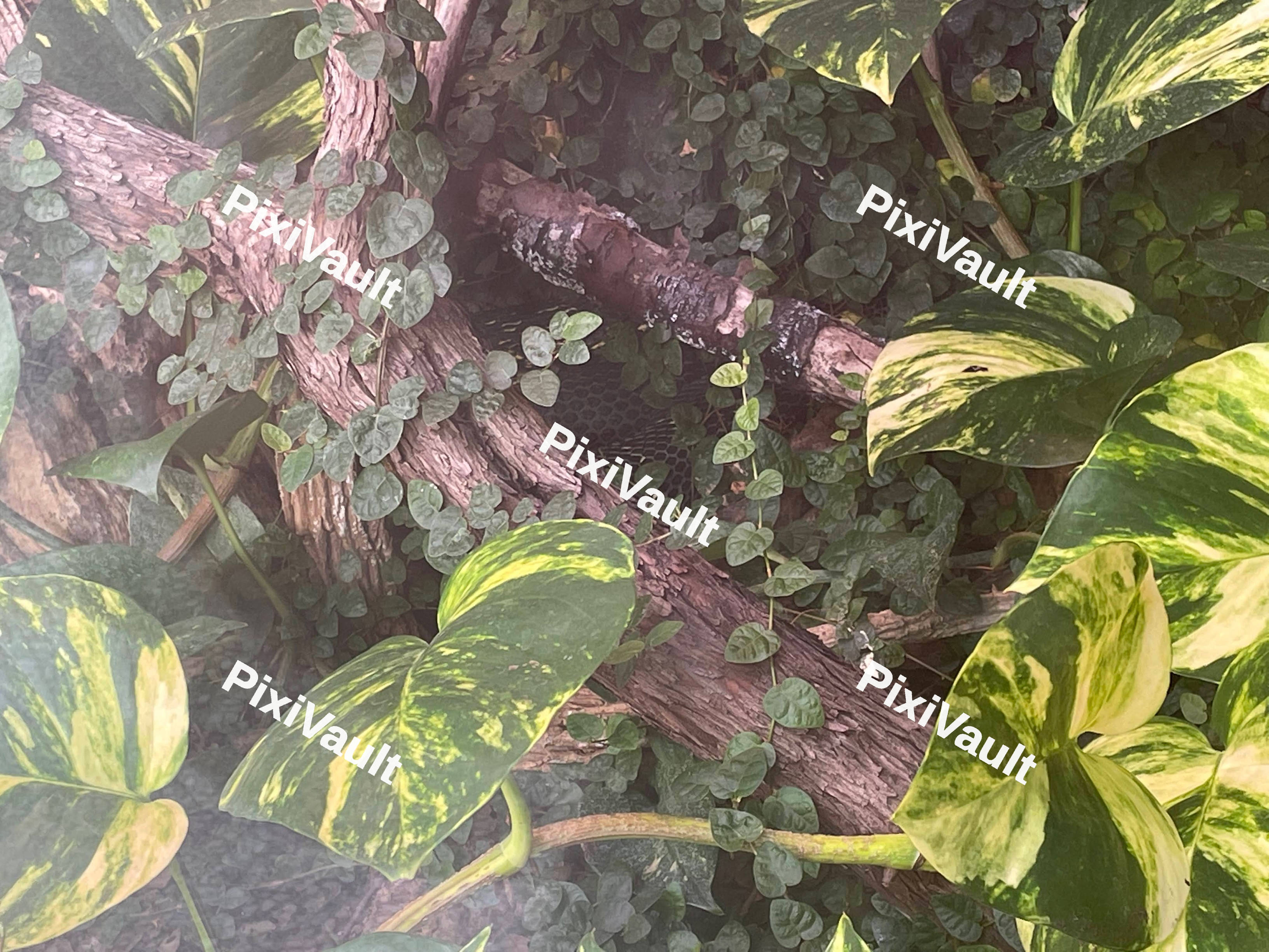 Green Shrubbery